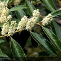 LAUROWIŚNIA WSCHODNIA CAUCASICA - sadzonki w doniczkach