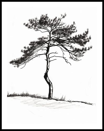 Plakat 50x65cm Samotna Sosna na Arena.pl