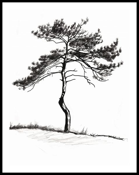 Plakat 50x65cm Samotna Sosna zdjęcie 3