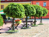 KLON JAWOR zielony duże drzewo dużo cienia - sadzonki 50 / 70 cm