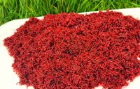 Przyn.żywa OCHOTKA ZANĘTOWA Jokers czysty 0,25 kg