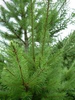 25x Daglezja Zielona Dauglas sadzonki Szkółkowane 50-80 cm na żywopłot
