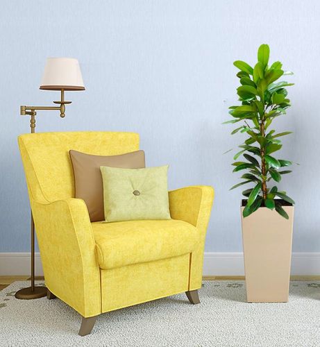 Fikus (Ficus) CYATHISTIPULA  130 cm na Arena.pl