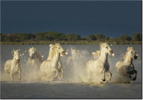 100 70CM OBRAZ PŁÓTNO BIAŁE DZIKIE KONIE PŁÓTNO RAMA na Arena.pl