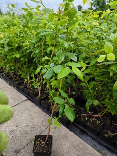 Borówka Amerykańska x6 Najlepiej owocujący zestaw na Arena.pl