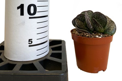 Adromischus Maculatus 12cm na Arena.pl