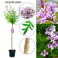 Lilak Lacinata efektowny soliter NA PNIU 80-140 cm