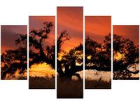 100CM 150CM OBRAZ 5 ELEM DĄB ZACHODZĄCYM SŁOŃCU DON MCCULLOUGH ŚCIENNY