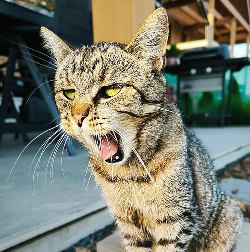 VITAR Veterinae Mineral Forte 500 g - dla mocnych i zdrowych zębów i kości na Arena.pl