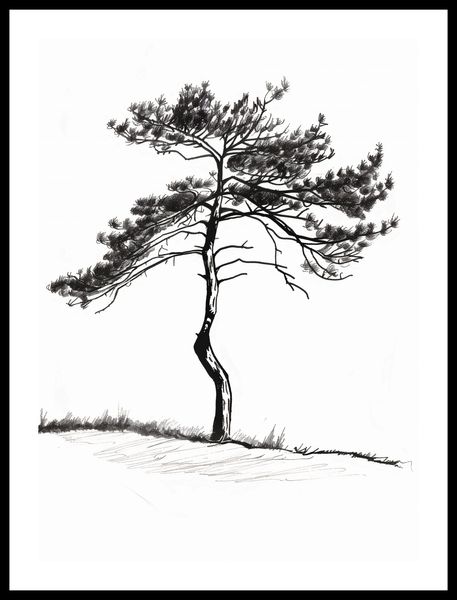 Plakat 40x55cm Samotna Sosna zdjęcie 3