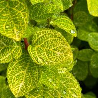 Wiciokrzew japoński 'Aureoreticulata' (Lonicera japonica) Doniczka 2.0L