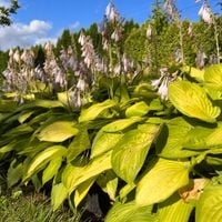 Funkia Hosta 'Sheila West' Doniczka 2.0L Duże Złote liście