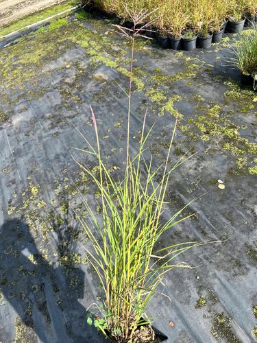 Miskant chiński 'Rotfuchs' (Miscanthus) P13 na Arena.pl