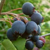 Świdośliwa SMOKY odporna sadzonka słodkie owoce pełne WITAMIN piękny