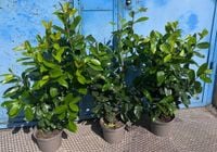 Laurowiśnia NOVITA 120-150cm w doniczce GOTOWY ŻYWOPŁOT