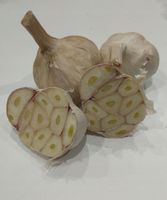 Czosnek Wiosenny Polski Jary, mocny 10 główek średnica 4-5cm