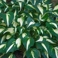 Funkia Hosta 'Risky Business' Doniczka 2.0L Biało zielone liście