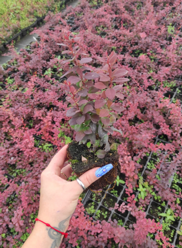 Berberys Thunberga CONCORDE 10-30cm Purpurowy Krzew na Arena.pl