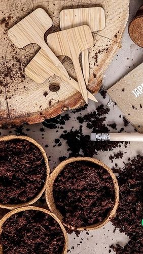 ZESTAW STARTOWY DO UPRAWY DRZEWEK BONSAI 4 RODZAJE NASION PREZENT na Arena.pl