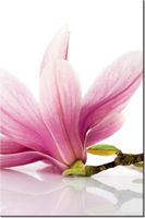 100 70CM OBRAZ PŁÓTNO RÓŻOWE MAGNOLIE PŁÓTNO RAMA