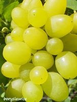 product-compare-58228096