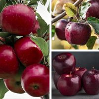 SADZONKI DRZEWKA OWOCOWE JABŁOŃ MALINOWA MALINÓWKA STAROPOLSKA ODPORNA