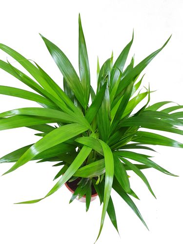 PALMA AREKA ARECA na Arena.pl