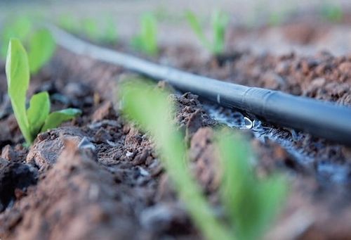 LINIA KROPLUJĄCA XXL 100m + 100el NAWODNIENIE KROPELKOWE WĄŻ KROPELKUJĄCY na Arena.pl