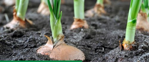 AMISTAR 250 SC 200ml 0,2L grzybobójczy na Arena.pl