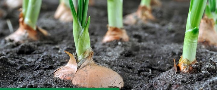 AMISTAR 250 SC 200ml 0,2L grzybobójczy zdjęcie 2