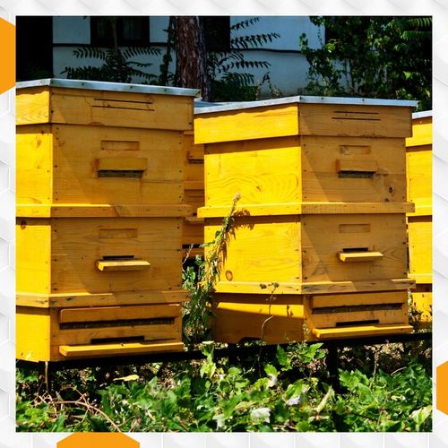 Nozevit PLUS mieszanka paszowa dla pszczół do ula pasieki Apivita 200 ml na Arena.pl