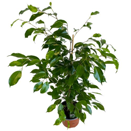 FIKUS BENJAMINA EXOTICA 75 cm na Arena.pl