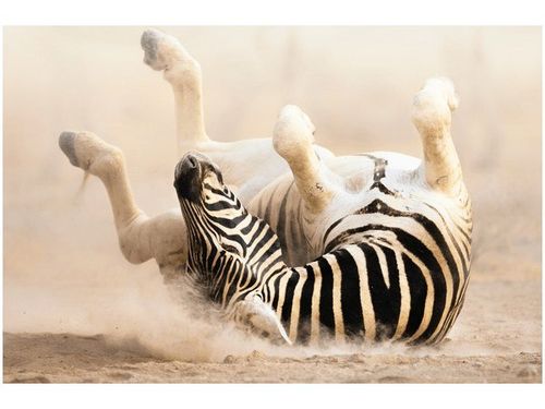 60X40CM ZEBRA OBRAZ na Arena.pl