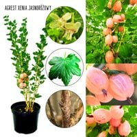 Agrest Xenia jasnoróżowy odmiana Szwajcarska KRZEW 40–80 cm