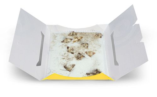 5X PUŁAPKA NA MOLE SPOŻYWCZE. SILNIE WABIĄCY LEP NA MOLE FEROTRAP na Arena.pl