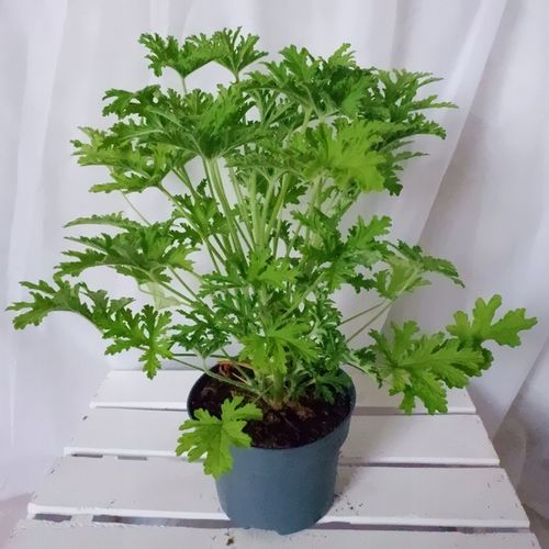 GERANIUM ANGINKA ROŚLINA LECZNICZA gęsta XL don.Ø13cm na Arena.pl