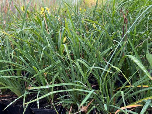 Liliowiec 'Fragrant Reflection' (Hemerocallis) P13 na Arena.pl