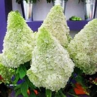 HORTENSJA zimowy miś śnieżne kule - sadzonki 40 / 50 cm