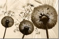 100 70CM OBRAZ PŁÓTNO DMUCHAWCE BEŻU PŁÓTNO RAMA