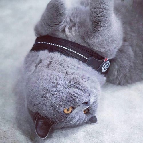 SZELKI dużego kota 43-53cm powyżej 6kg TRE PONTI czarne MIĘKKIE oddychające na Arena.pl