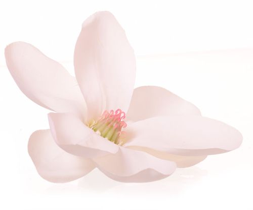 Magnolia główka biała na Arena.pl