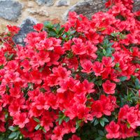 Azalia japońska GIRARD'S HOT SHOT Czerwone duże kwiaty Sadzonki P9