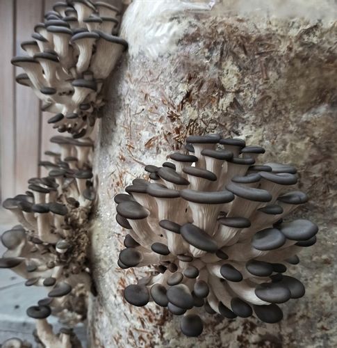 GRZYBNIA BOCZNIAKA DUŻY BALOT kostka około 15kg na Arena.pl