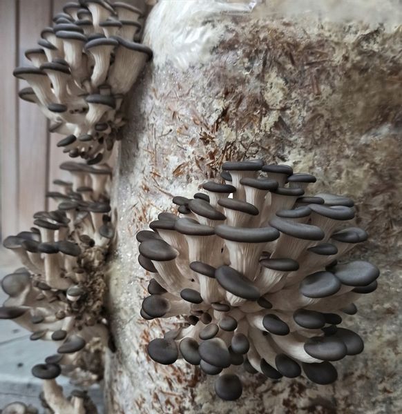 GRZYBNIA BOCZNIAKA DUŻY BALOT kostka około 15kg zdjęcie 10