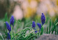 Szafirki – plakat premium 30x20 cm