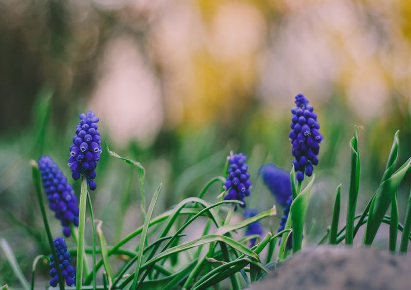 Szafirki – plakat premium 30x20 cm zdjęcie 1