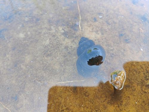 5 x Ślimak do oczka Żyworodka pospolita Filtruje na Arena.pl