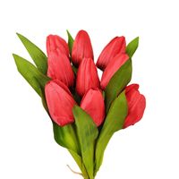 Tulipan pojedynczy czerwony 9 szt