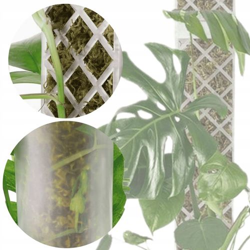 Podpora do roślin pnączy do mchu Sphagnum Palik Tyczka Do Monstery 50 na Arena.pl