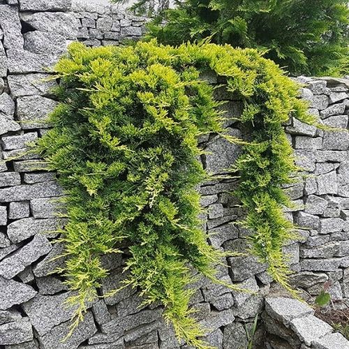 Jałowiec płożący 'Golden Carpet' (Juniperus horizontalis) na Arena.pl